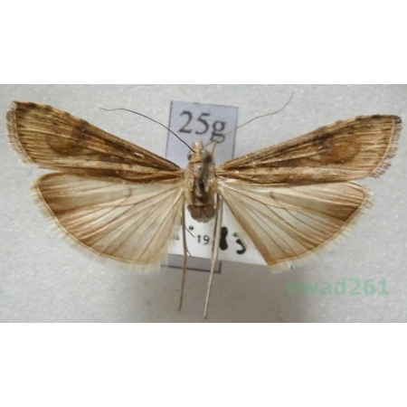 Nomophila noctuella (Denis & Schiffermüller, 1775) Czech25g